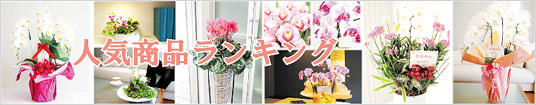 胡蝶蘭・花の人気商品ランキング