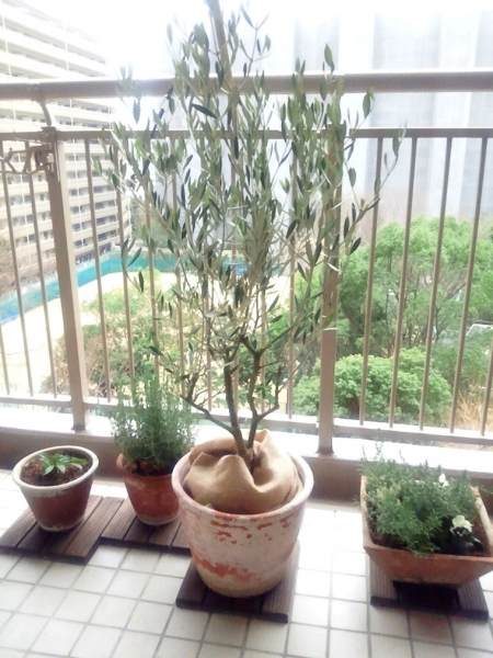 【屋外向け】オリーブの樹　木製鉢カバー付き・Lサイズ