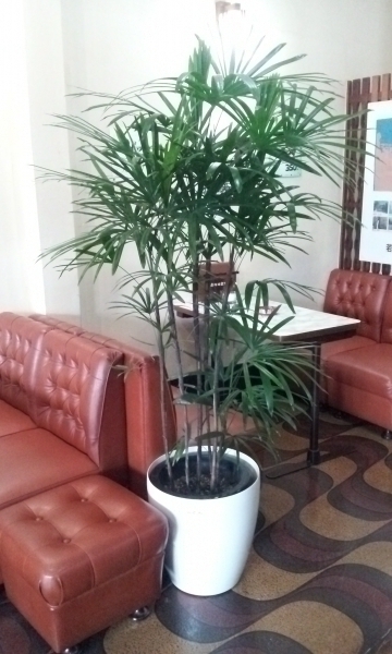 棕櫚竹(シュロチク)