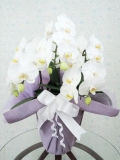 【供花】胡蝶蘭(ミディー系)　白 3本立ち・Sサイズ