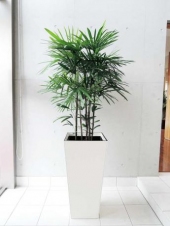 【最上級】棕櫚竹(シュロチク)　レザー鉢カバー付き(LHサイズ・全5色)