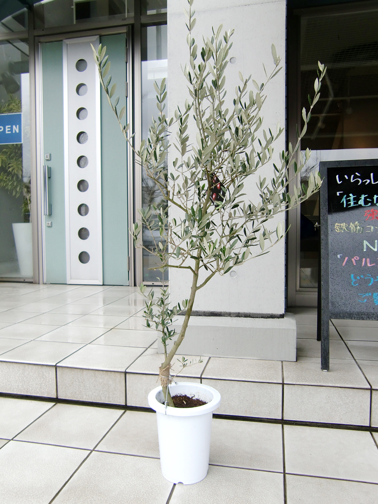 咲いたさいと / 【屋外向け】オリーブの樹 7号プラ鉢