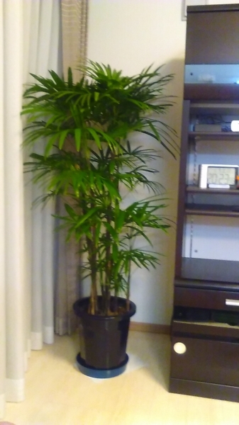 M様の写真 棕櫚竹 シュロチク 10号鉢 ギャラリーページ 観葉植物と胡蝶蘭 花鉢の販売 開店祝い 新築祝い 咲いたさいと
