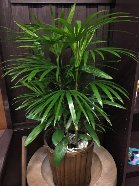 ハッピーフラワー様の写真 棕櫚竹 シュロチク 8号鉢 ギャラリーページ 観葉植物と胡蝶蘭 花鉢の販売 開店祝い 新築祝い 咲いたさいと