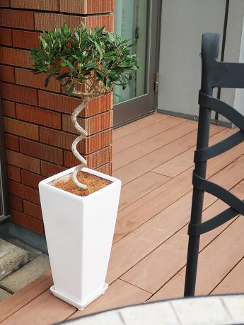 咲いたさいと 屋外向け オリーブの樹 スパイラル 白角陶器鉢植え Mサイズ